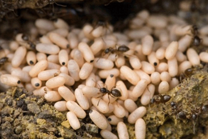 Ant eggs